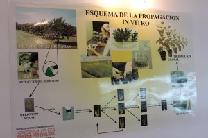 La empresa produce plantines mediante el método de la micropropagación. 