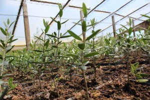 Los nuevos olivos uruguayos ganan terreno en la producción nacional. 